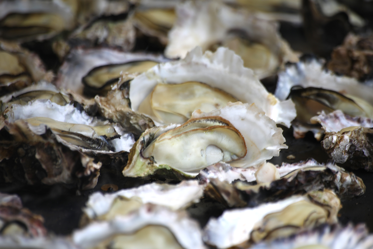 【広島グルメ】呉水産祭りに出店された殻付き蒸し牡蠣　[広漁協・マルコ水産]